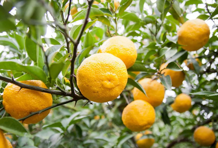 [Tea] Nonghyup Honey Citron Tea 1Kg, 고흥농협 꿀유자차 1Kg,Delicious Natural Soothing Korean Tea, No Trans fat, Cholesterol Caffeine Free